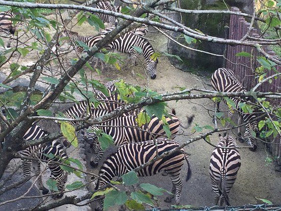 Taipei Zoo